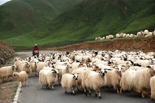 公路上的羊群与牧羊人