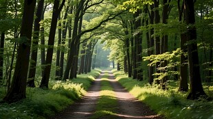 夏日里的林间小路