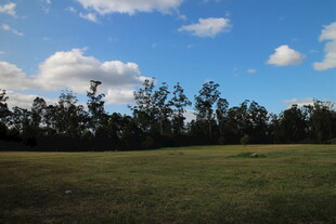广阔草原与远方树林景观