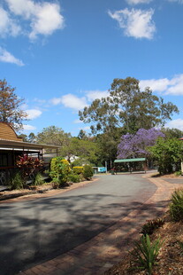 宁静街道旁的绿植与房屋