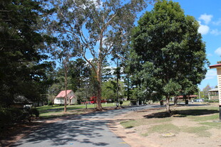 乡村林荫小道风景