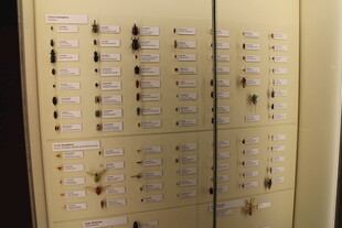 档案柜内整齐排列的抽屉