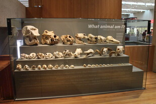 博物馆中的化石展品展示