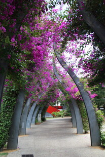 花廊美景 梦幻紫色通道