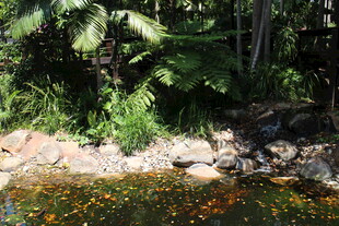 林间溪边绽放的多彩小花