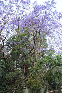 盛开的蓝花楹树