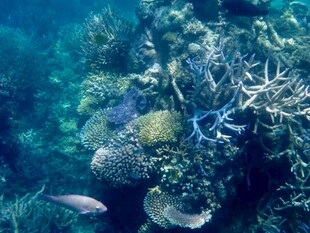 海底多彩珊瑚与游动小鱼