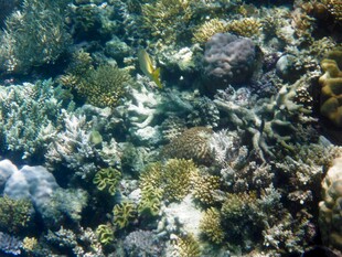 海底多彩珊瑚景观