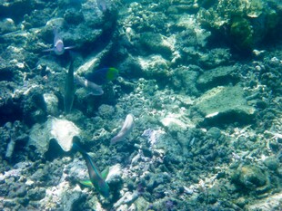 海底世界的多彩鱼类