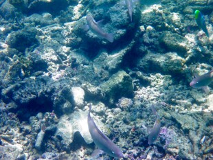 海底世界的灵动鱼类