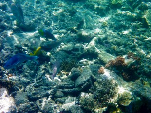 海底斑斓珊瑚景观