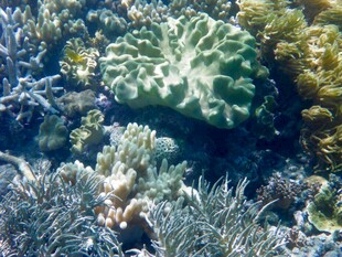 海底多彩珊瑚景观