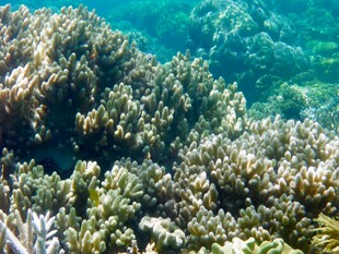 海底斑斓珊瑚景观