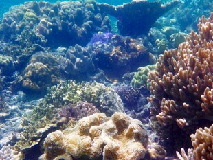 海底多彩珊瑚景观