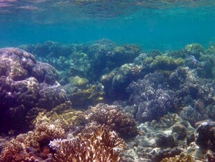 海底斑斓珊瑚景观