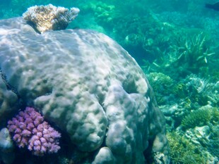 海底礁石与多彩珊瑚