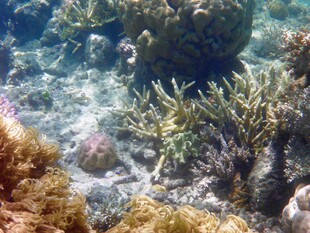 海底多彩珊瑚景观