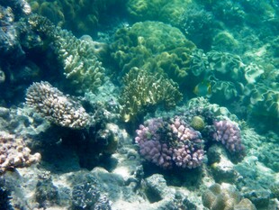 海底多彩珊瑚景观