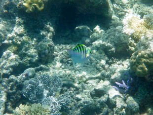 海底多彩鱼类与珊瑚景观