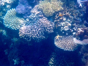 海底多彩珊瑚景观