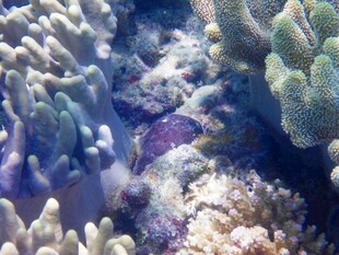 海底多彩珊瑚景观