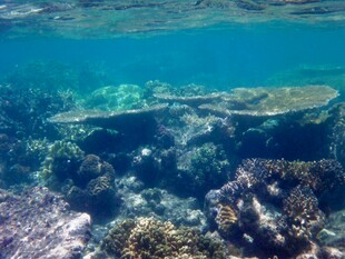 海底绚丽珊瑚景观