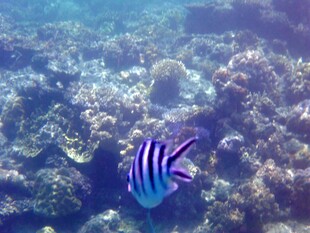 海底条纹鱼的美丽瞬间