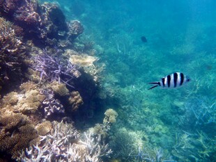 海底斑斓世界中的条纹鱼