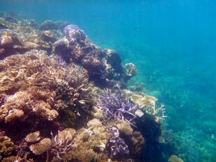 海底多彩珊瑚景观