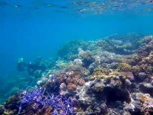 海底多彩珊瑚景观