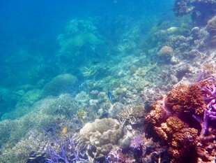 海底多彩珊瑚景观