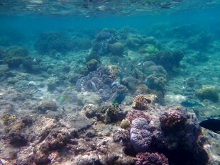 海底斑斓珊瑚景观