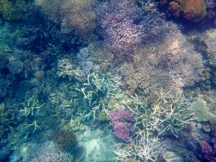 海底斑斓珊瑚景观