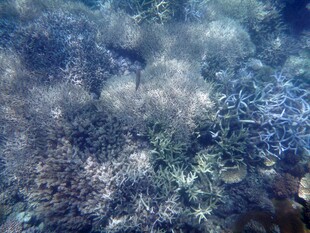 海底斑斓珊瑚景观