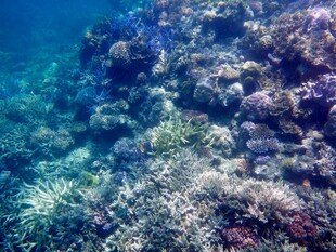 海底多彩珊瑚景观