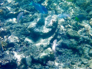 海底斑斓珊瑚景观