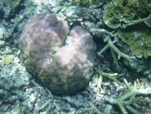 岩石上的奇特菌类