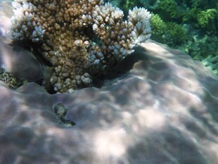 海底珊瑚与游动小鱼