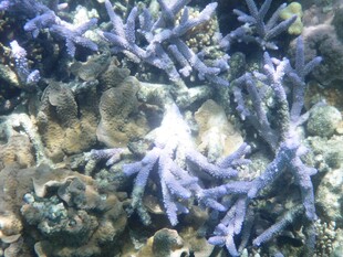 海底多彩海星与珊瑚景观