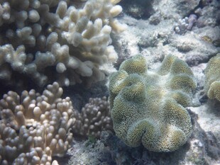 海底多彩珊瑚景观