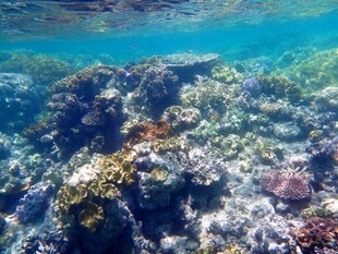 海底斑斓珊瑚景观