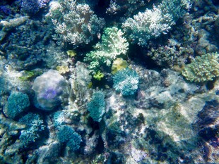 海底多彩珊瑚景观