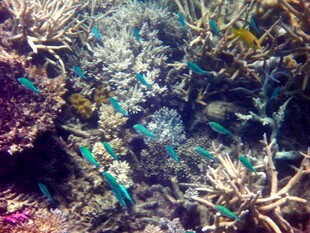 海底多彩珊瑚与游动小鱼