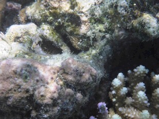 海底珊瑚洞穴景观