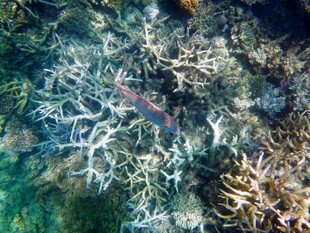 海底多彩珊瑚景观