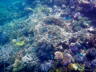 海底多彩珊瑚景观