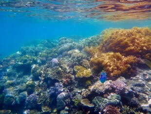 海底多彩珊瑚景观