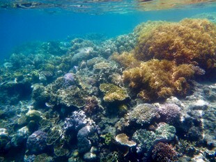 海底多彩珊瑚景观