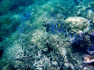 海底斑斓珊瑚景观