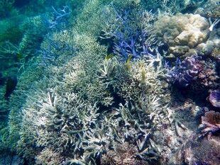 海底繁茂的珊瑚景观